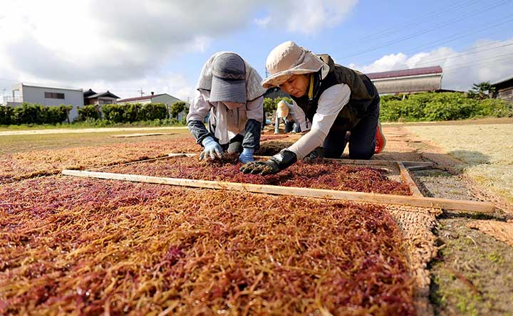 【ふのり 1】「板布海苔（いたふのり）」海と太陽が源 | 紡ぐプロジェクト