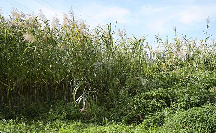 歴史ある楽器を守る 1】「鵜殿（うどの）のヨシ原」を保全 －「篳篥